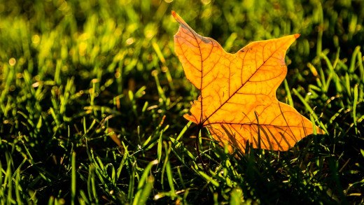 1729055 (a): :1920x1080
